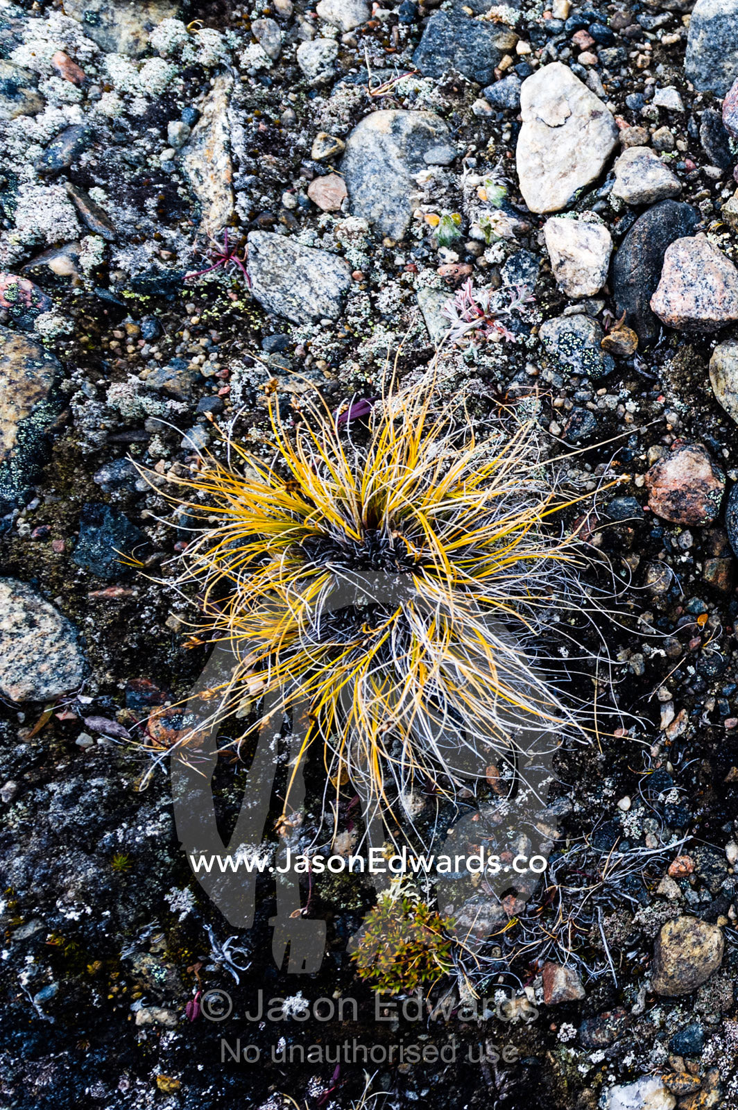 A tiny tussock grass growing from the rocky soil on a tundra outcrop. Isunngua Highland, Kangerlussuaq, Qeqqata Municipality, Greenland.