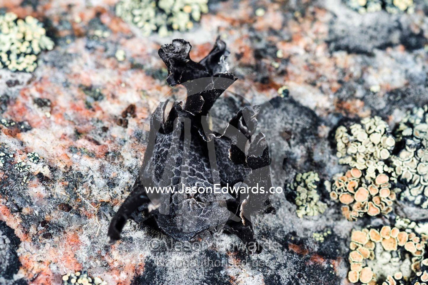 A colony of Rock Tripe lichens on a boulder. Kangerlussuaq Fjord, Kangerlussuaq, Qeqqata Municipality, Greenland.