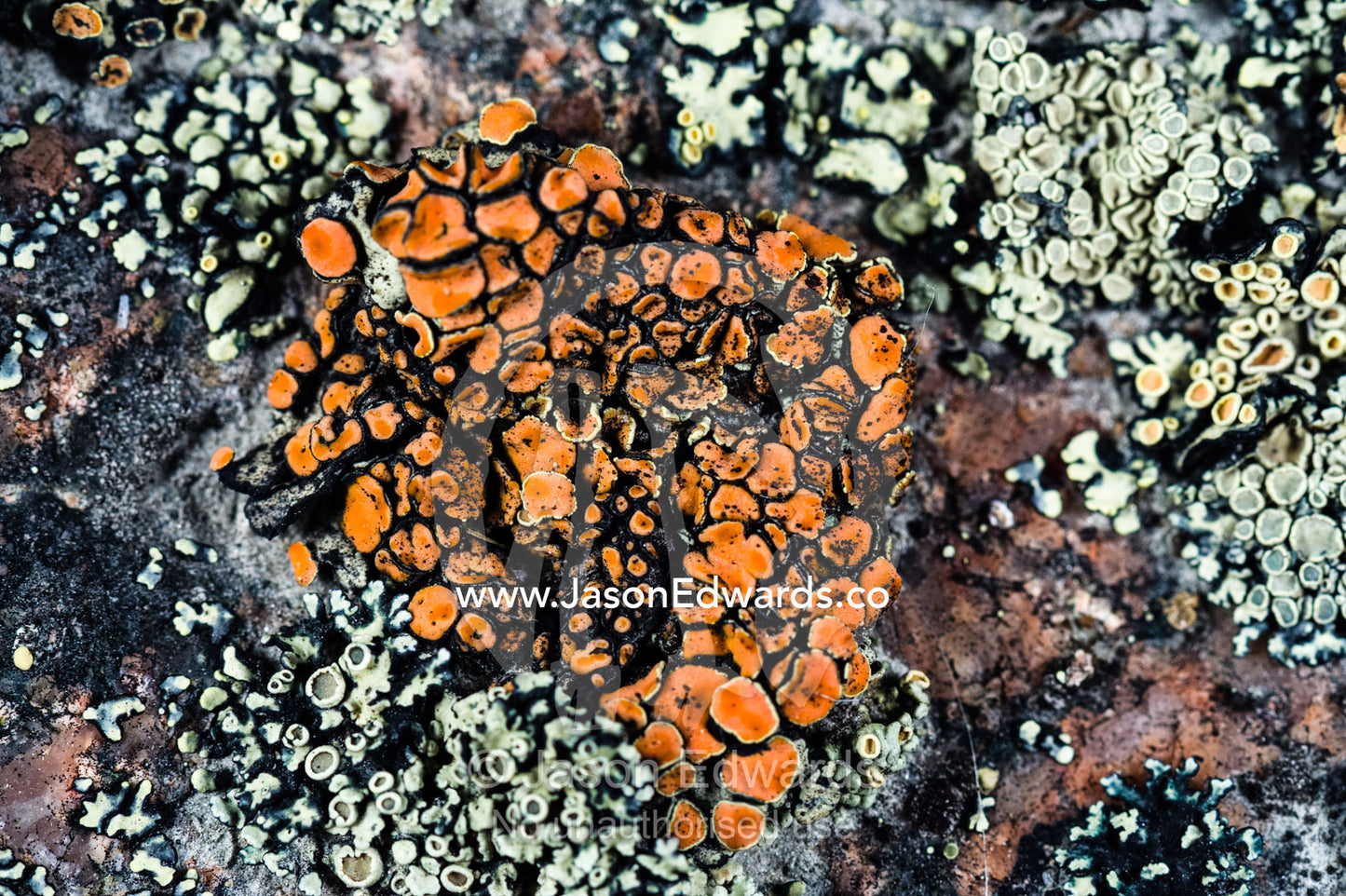 A bright orange lichen colony on a boulder in the arctic. Kangerlussuaq Fjord, Kangerlussuaq, Qeqqata Municipality, Greenland.