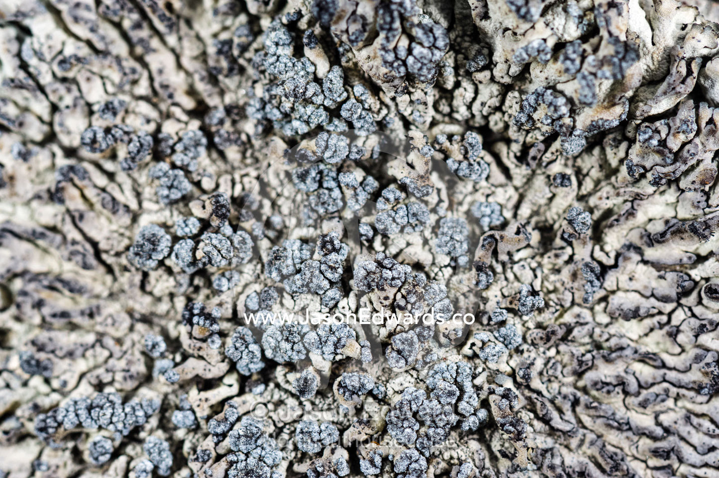 A close up detail of a lichen colony growing on a boulder in a fjord. Kangerlussuaq Fjord, Kangerlussuaq, Qeqqata Municipality, Greenland.