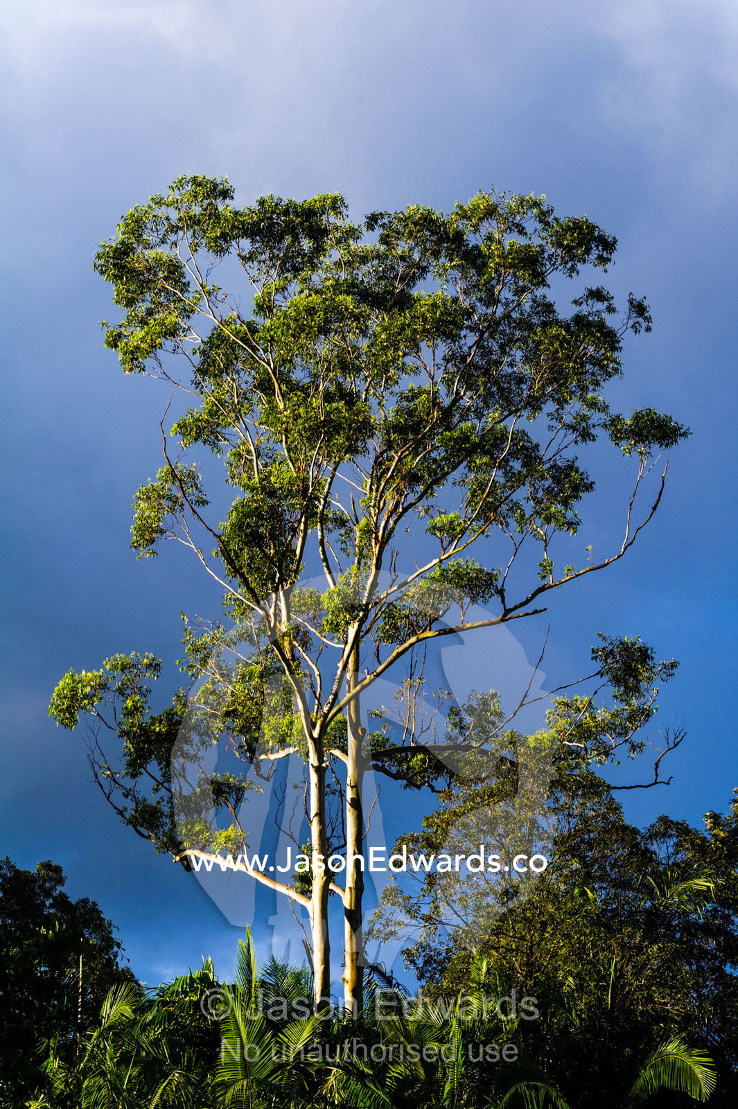 The sun pierces a stormy sky to illuminate the smooth trunk and canopy of a Blue Gum eucalyptus tree. Australia Zoo, Beerwah, Sunshine Coast, Queensland, Australia.