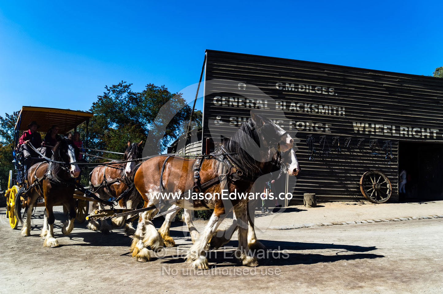 A team of Clydesdale horses pull a stagecoach in a gold mining town museum. Sovereign Hill, Ballarat, Victoria, Australia.