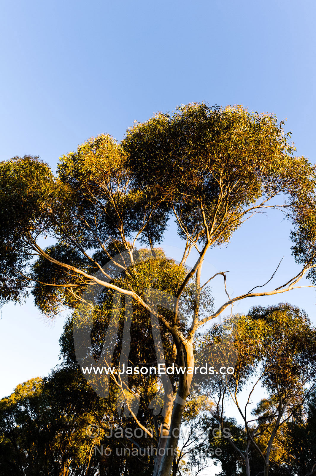 Sunset illuminates the branches and canopy leaves of a Spotted Gum. Castlemaine, Victoria, Australia.