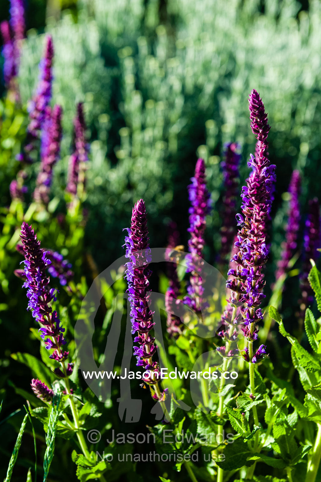 The rich purple flowers of a Salvia plant in a cottage garden. Castlemaine, Victoria, Australia.