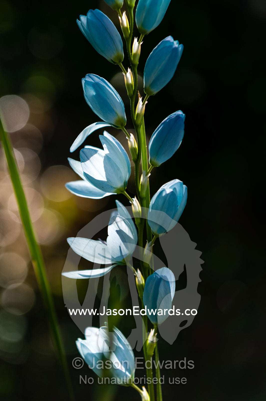 Delicate blue petals of a Corn Lily, Ixia, flower in a cottage garden. Castlemaine, Victoria, Australia.
