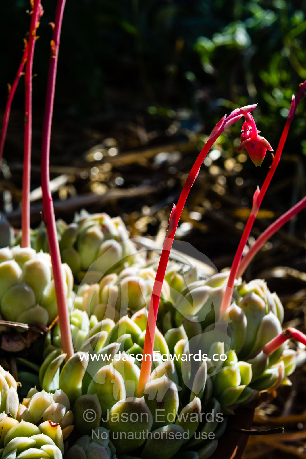 Red and yellow flower petals on the stalk of a Cotyledon a succulent plant in a cottage garden. Castlemaine, Victoria, Australia.
