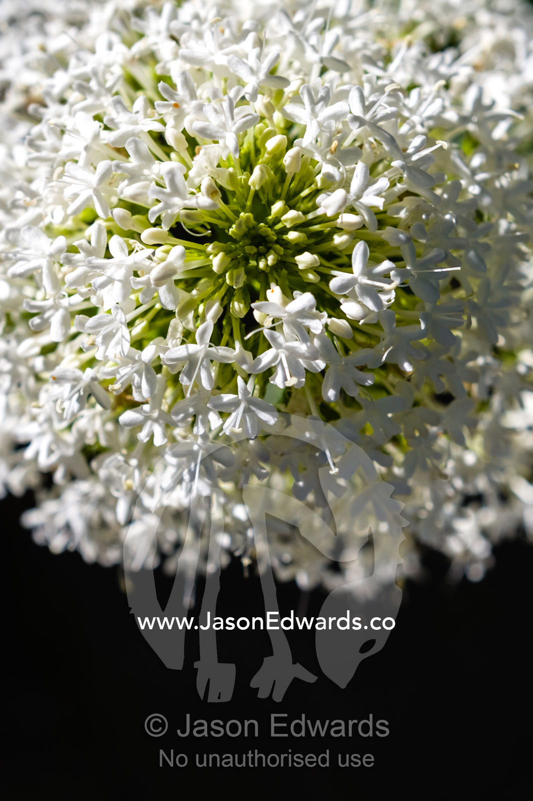 The delicate white petals of a Valerian flower in a cottage garden. Castlemaine, Victoria, Australia.