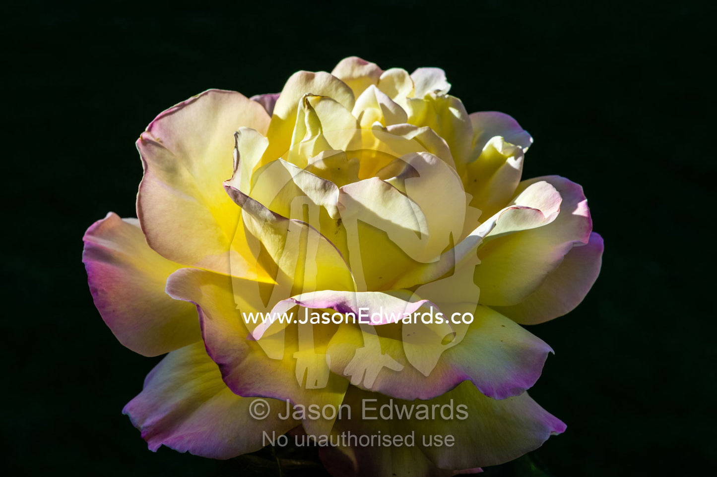 Delicate backlit lemon and pink petals of a Peace Rose emerge from the shadows in a cottage garden. Castlemaine, Victoria, Australia.