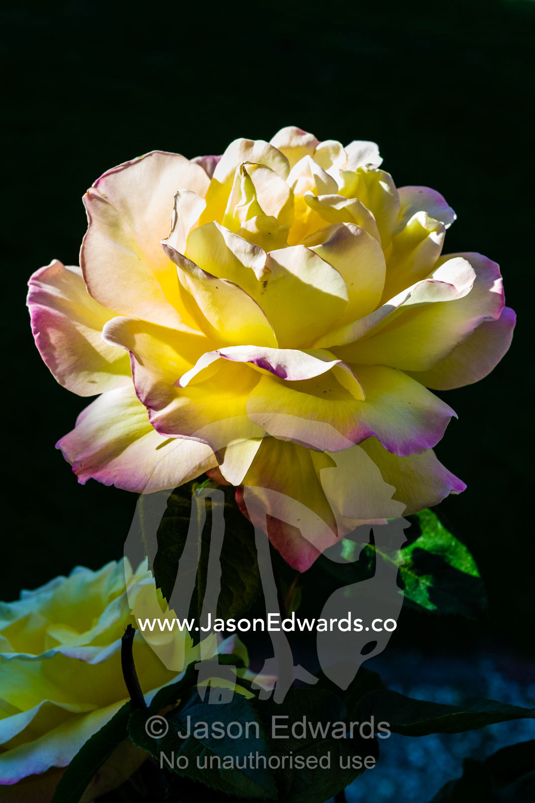 Delicate backlit lemon and pink petals of a Peace Rose emerge from the shadows in a cottage garden. Castlemaine, Victoria, Australia.