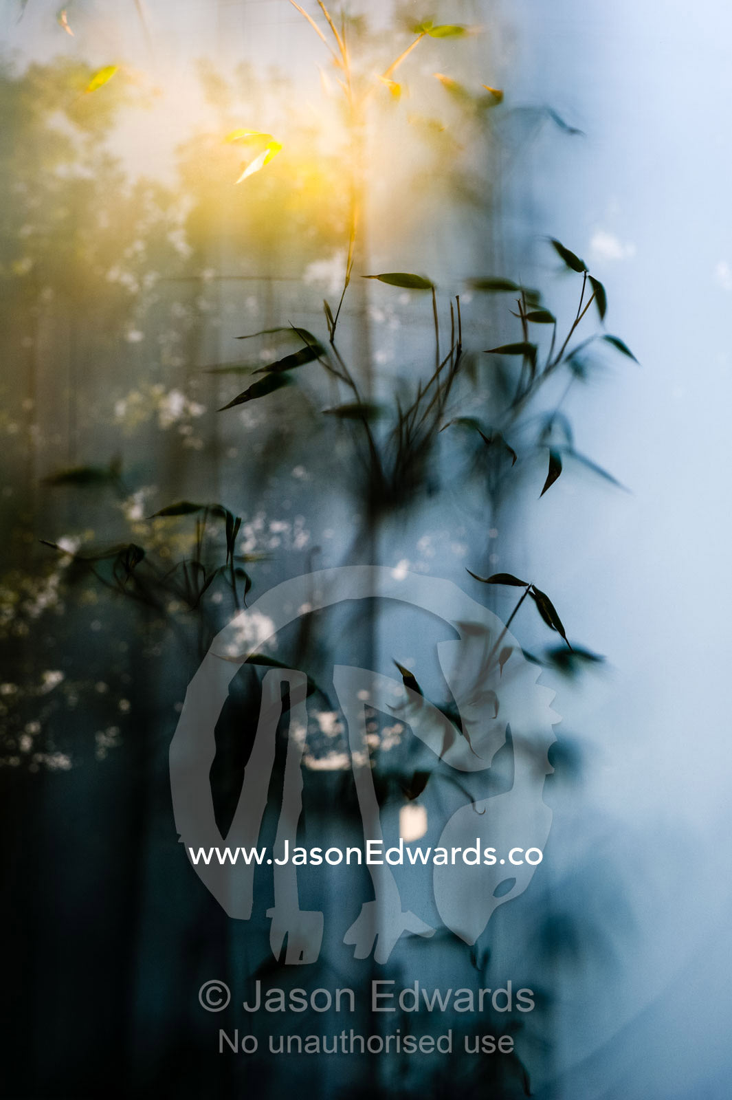 Bamboo leaves press against the surface of opaque glass in a garden wall. Carlton North, Melbourne, Victoria, Australia.