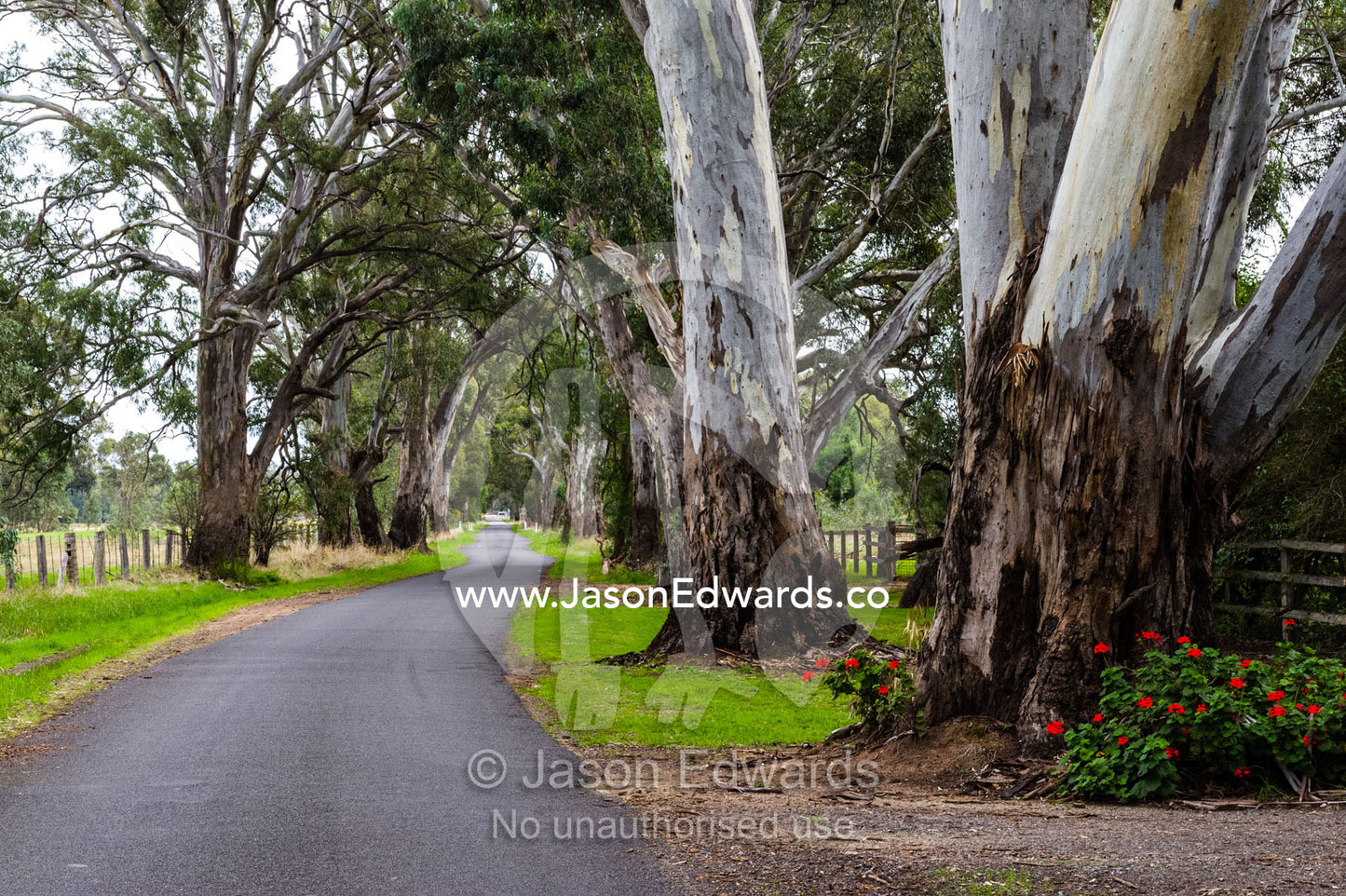 The large trunks of River Red Gum eucalyptus trees lining a country road. Linus Lodge, Euroa, Strathbogie, Victoria, Australia.