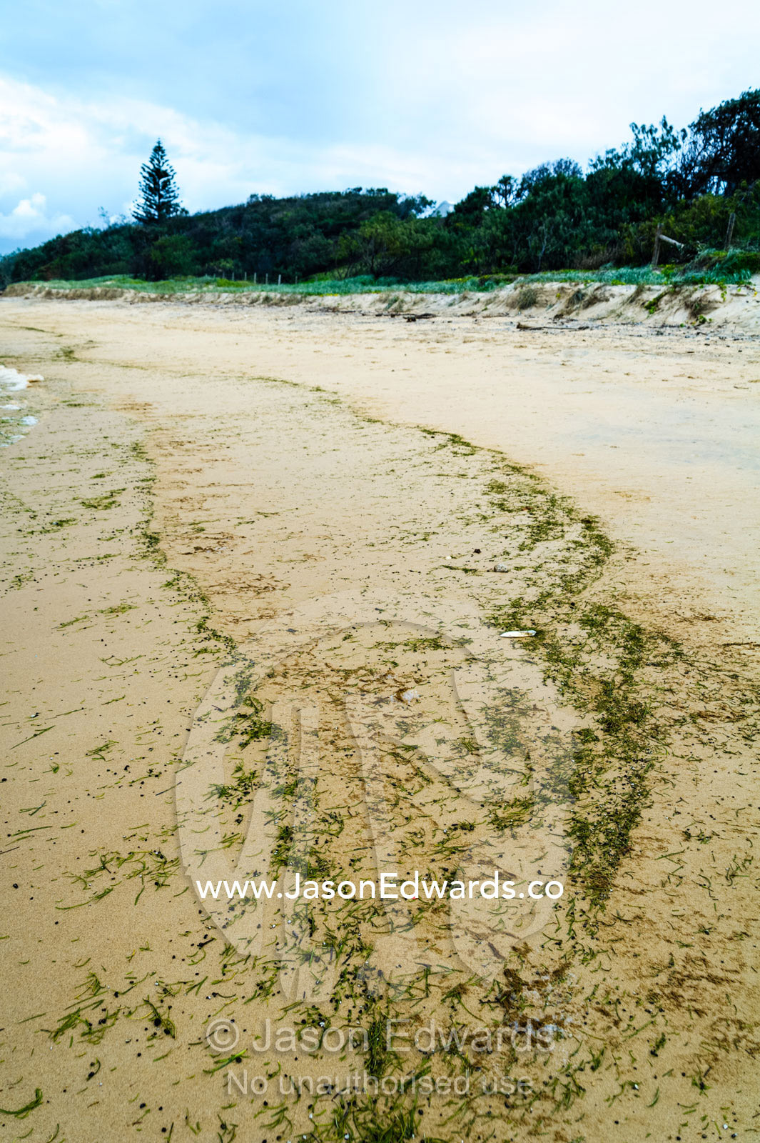 Small particles of seaweed and aquatic plants deposited on the beach at low tide. Point Arkwright, Yaroomba Beach, Queensland, Australia.