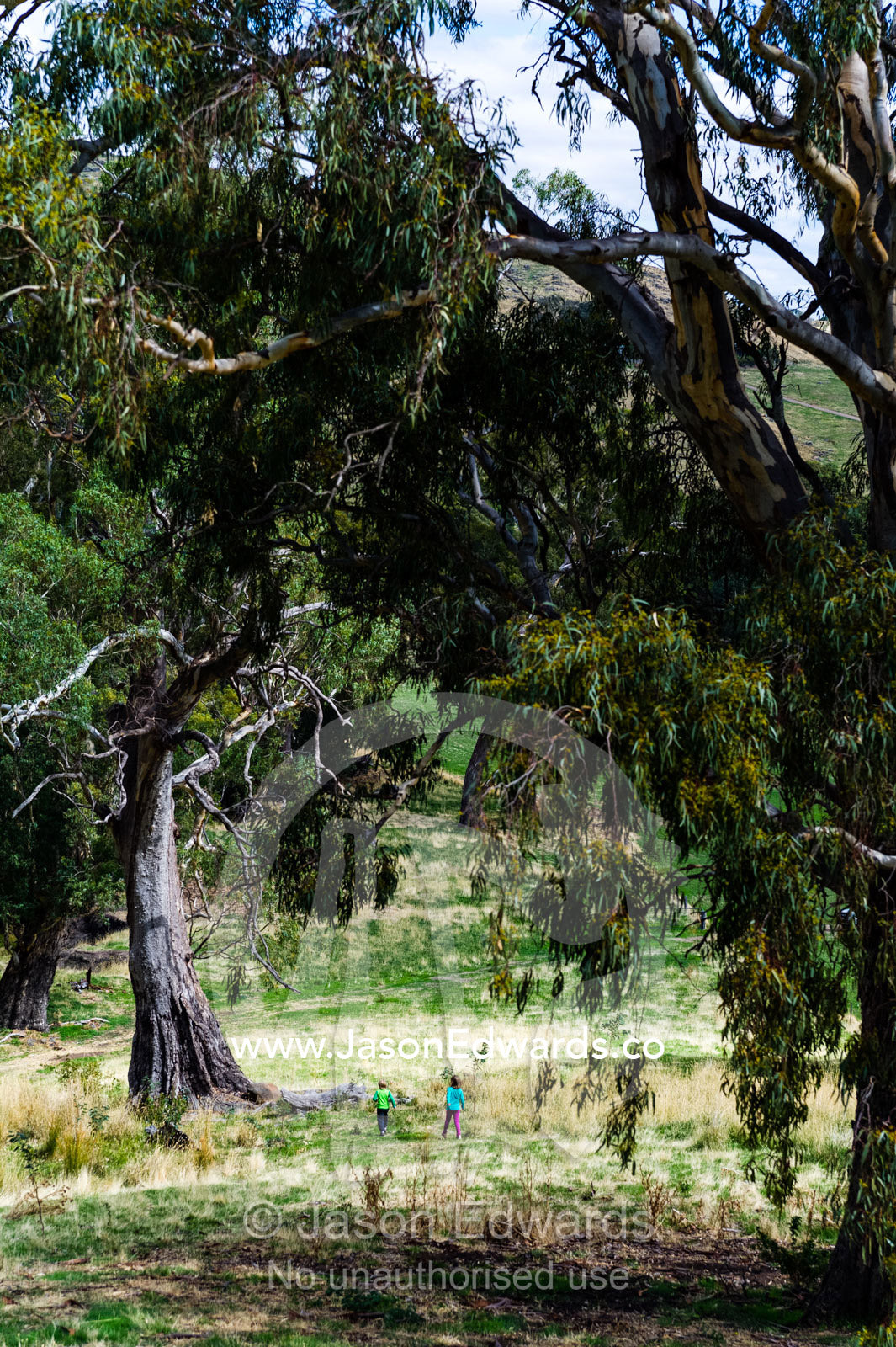 Children walking between huge gum trees in a farm paddock. Euroa, Strathbogie, Victoria, Australia.