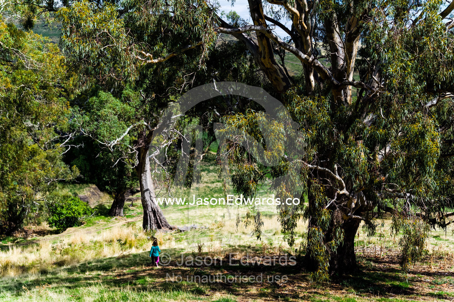 Children walking between huge gum trees in a farm paddock. Euroa, Strathbogie, Victoria, Australia.