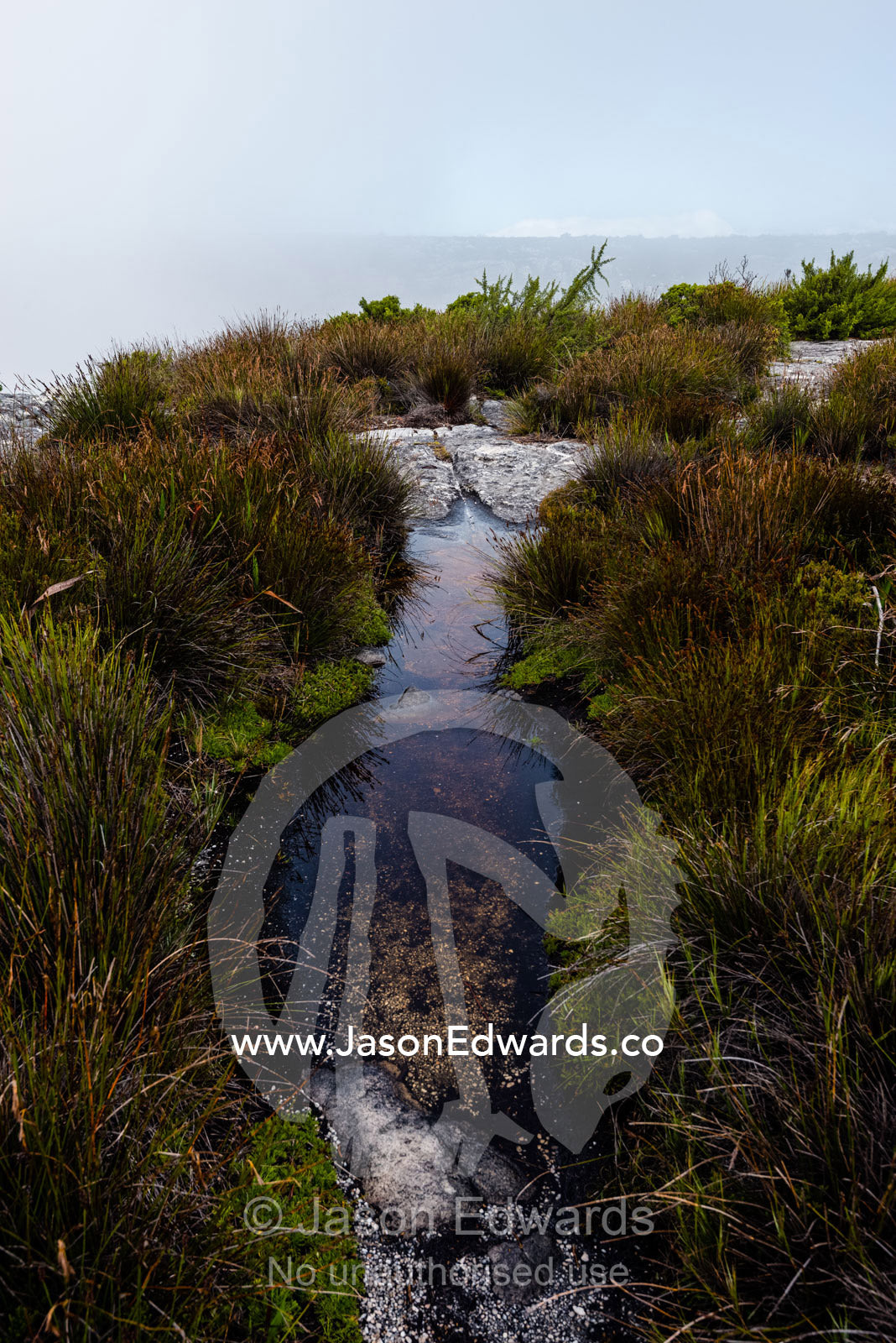 Pools of water gather on the summit of Table Mountain surrounded by fynbos and Cape Reed, Thamnochortus nutans. Table Mountain, Cape Town, Western Cape, South Africa.