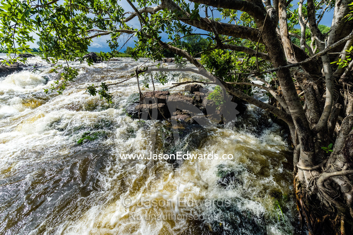 Beneath overhanging trees the rapids and currents of the Zambezi River flow along the shoreline. Zambezi River, Victoria Falls, Mosi-oa-Tunya National Park, Zambia.