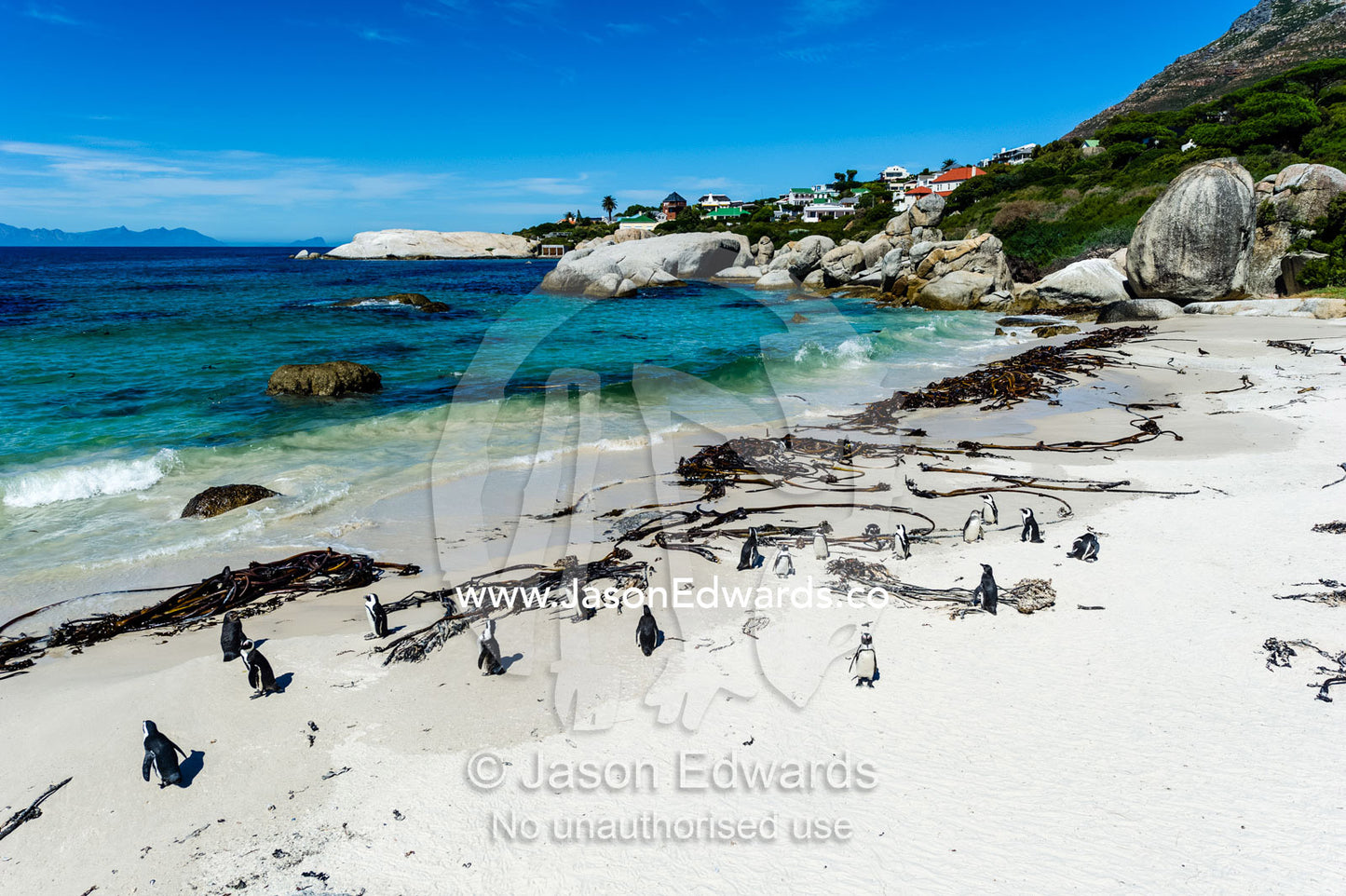 A nesting colony of African Penguins on a beach near a towns residential estate. Boulders Beach, Cape Peninsula, Cape Town, Western Cape Province, South Africa.