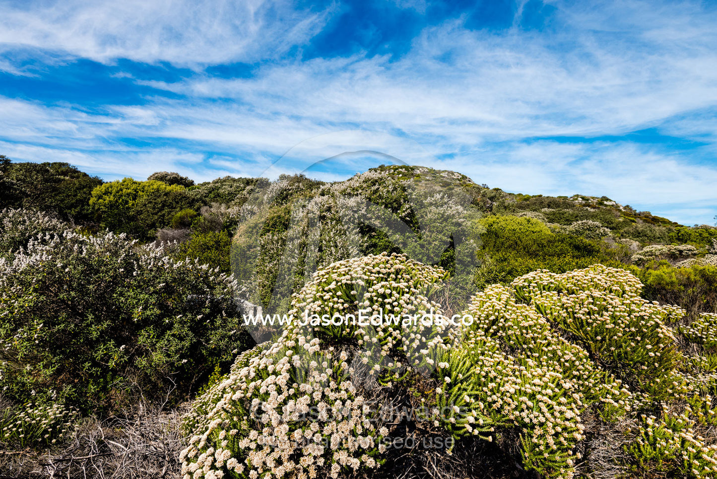 Thick Fynbos vegetation, endemic to the Cape Peninsula, at Cape Point. Cape of Good Hope, Cape Point, Table Mountain National Park, Cape Peninsula, South Africa.