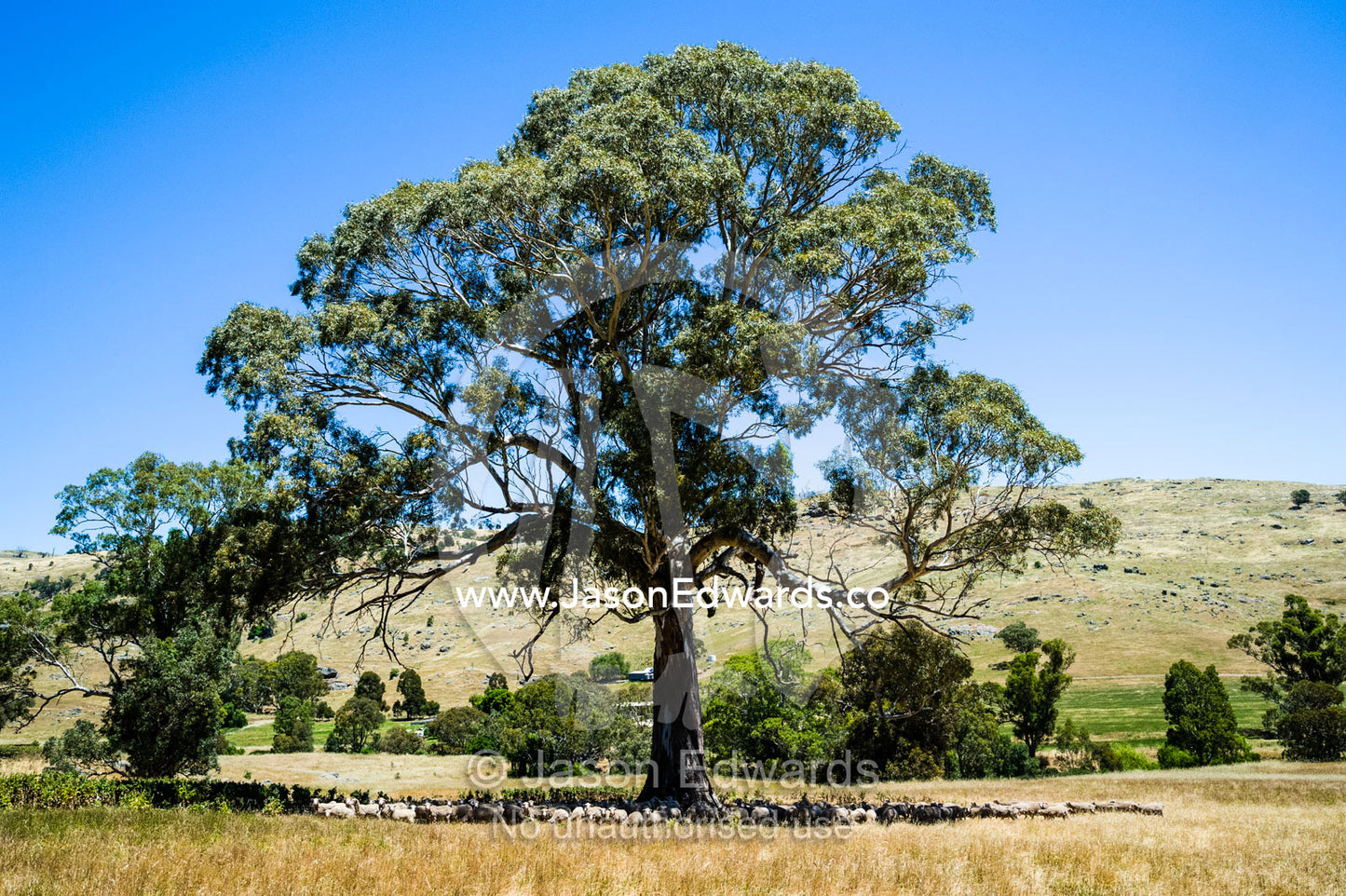A flock of Merino Sheep taking shade beneath a lone River Red Gum tree on a farm on a summers day. Euroa, Strathbogie, Victoria, Australia.