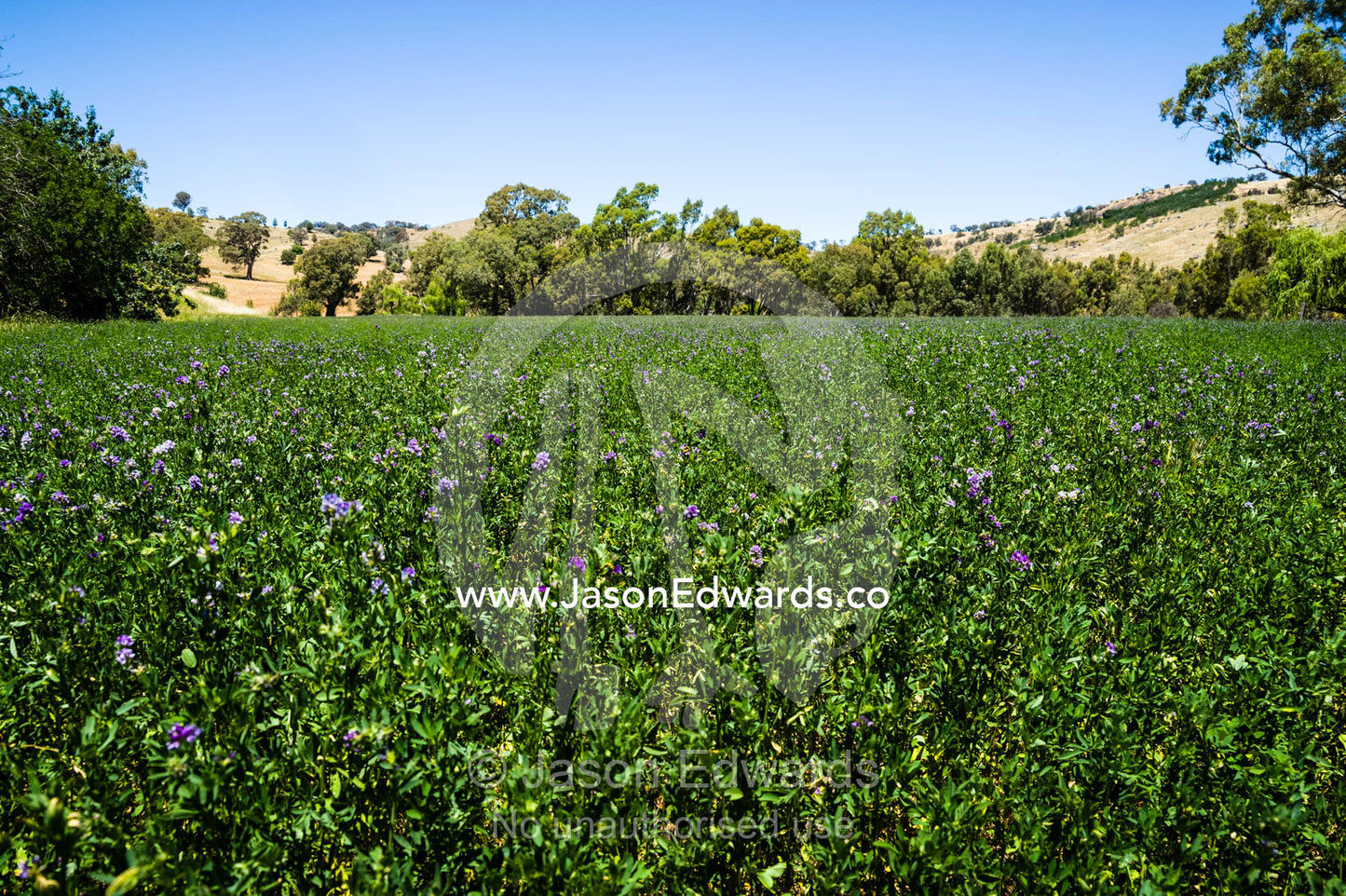 A field of flowering lucerne hay in a farm paddock. Euroa, Strathbogie, Victoria, Australia.