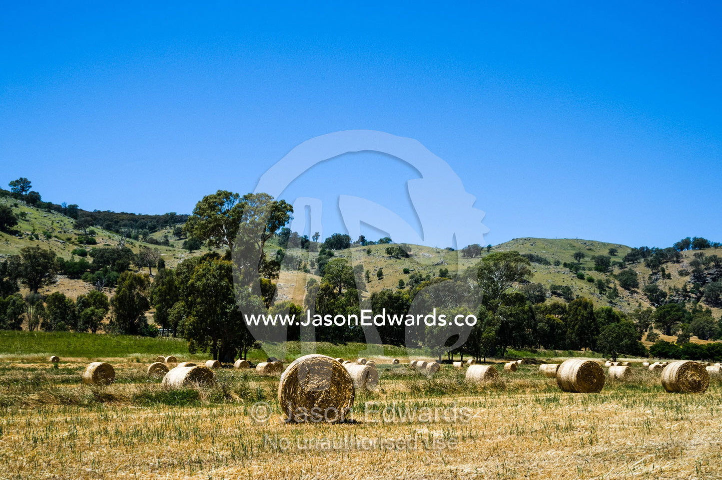 Bails of oaten hay rolled in a farm paddock. Euroa, Strathbogie, Victoria, Australia.