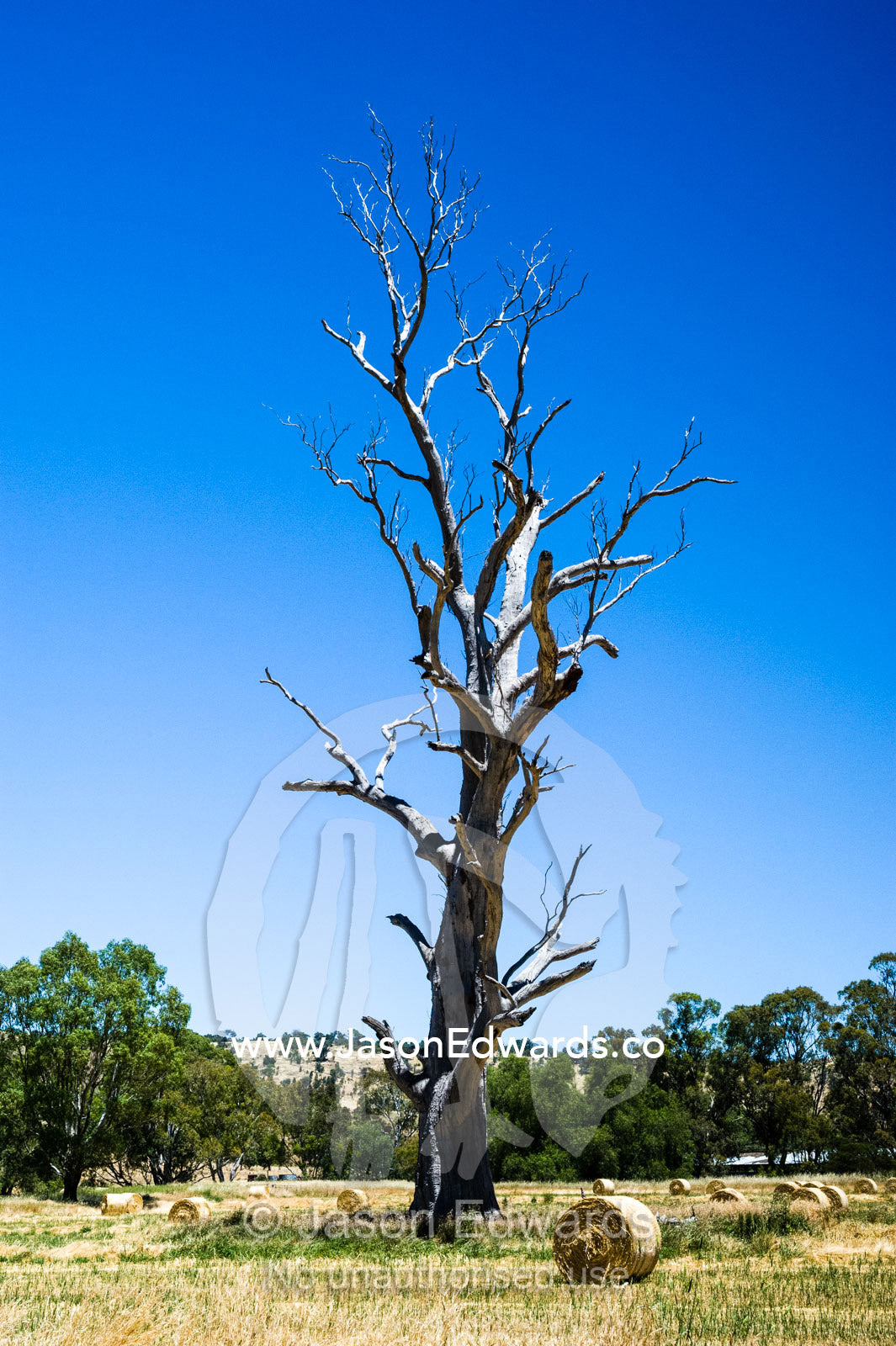 Bails of oaten hay rolled in a farm paddock beneath a dead tree stag. Euroa, Strathbogie, Victoria, Australia.