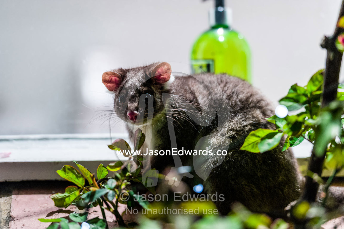 A wild Ringtail Possum feeds on the shoots of a climbing rose outside the kitchen of an inner city home. Carlton North, Melbourne, Victoria, Australia.
