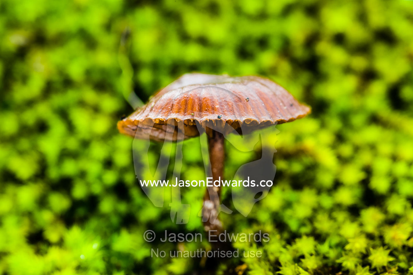 A delicate brown mushroom emerges from a colony of moss. Hanging Rock Recreation Reserve, Woodend, Victoria, Australia.