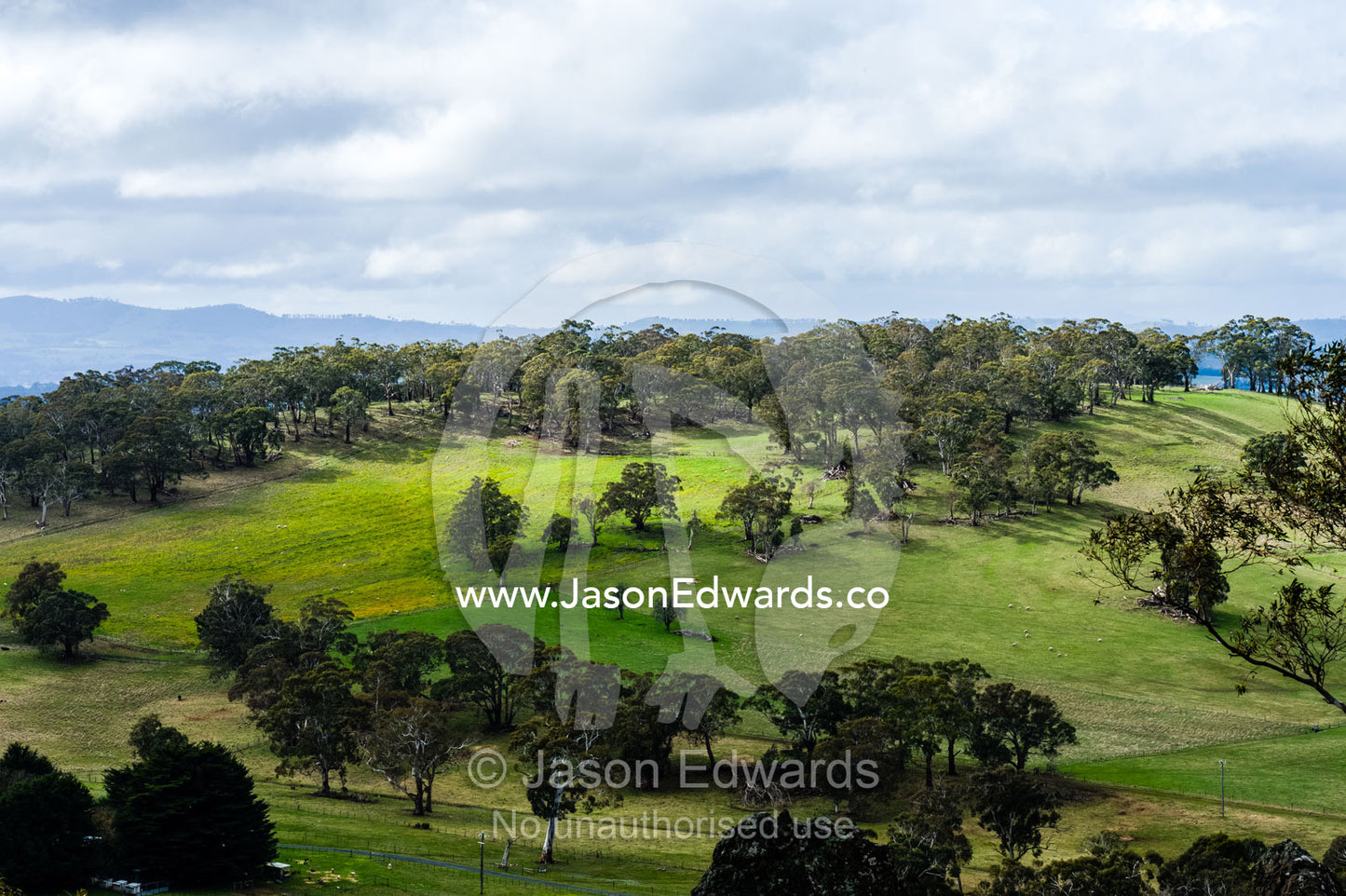 Eucalyptus trees scattered across fertile rolling farmland. Hanging Rock Recreation Reserve, Woodend, Victoria, Australia.