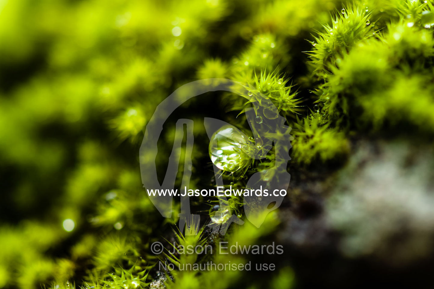 A dew drop hanging from the tip of a moss colony carpeting a boulder. Hanging Rock Recreation Reserve, Woodend, Victoria, Australia.