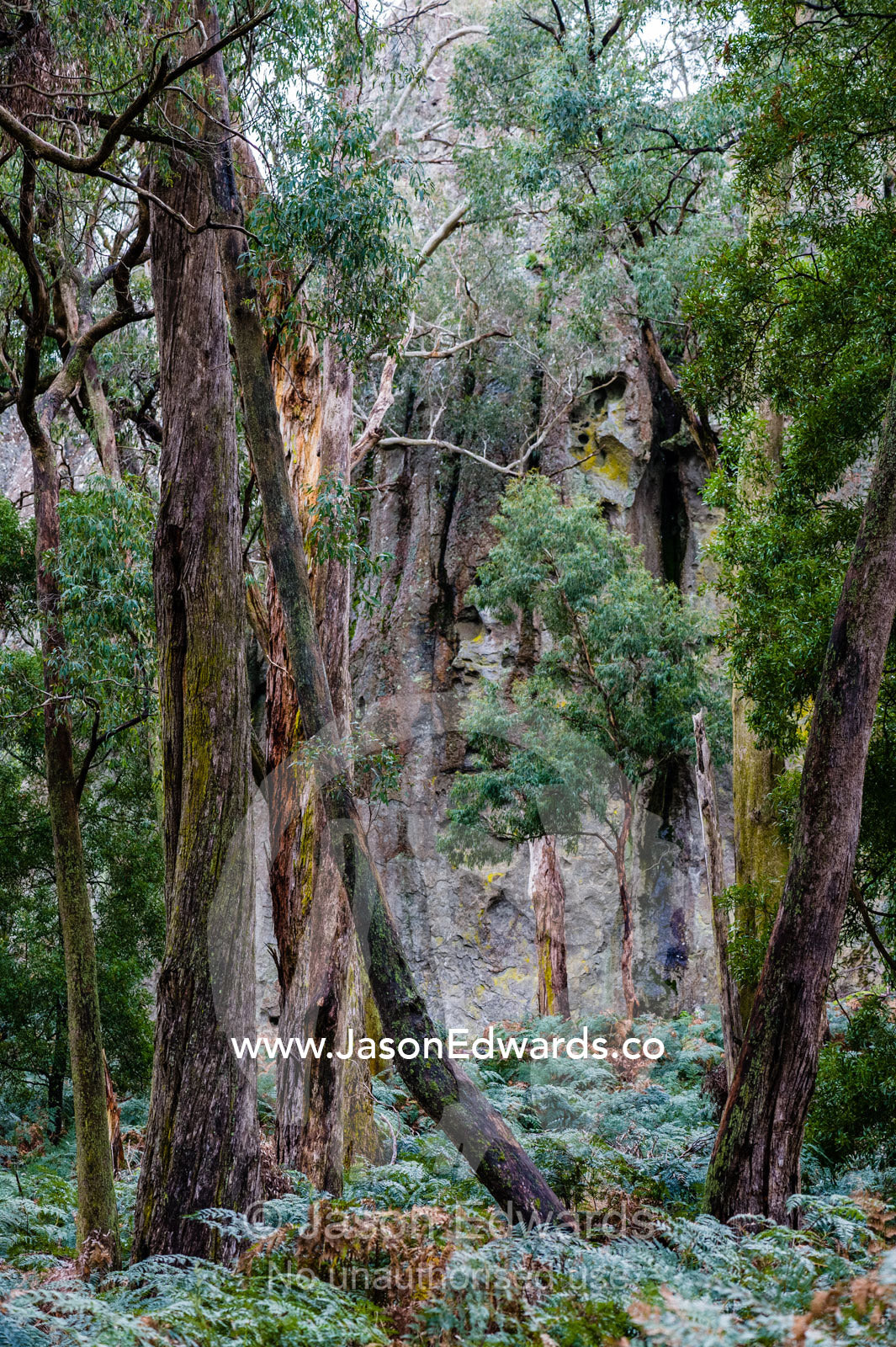 A woodland forest of eucalypt nestled among rock pillars of solvsbergite. Hanging Rock Recreation Reserve, Woodend, Victoria, Australia.