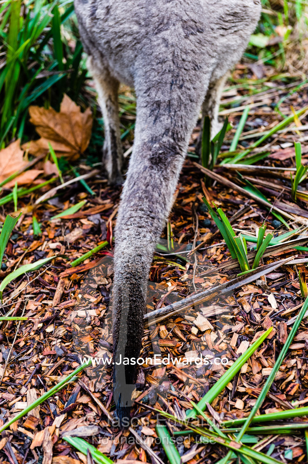 The fury tail of an Eastern Grey Kangaroo provides balance and support when it is hopping and standing. Hanging Rock Recreation Reserve, Woodend, Victoria, Australia.