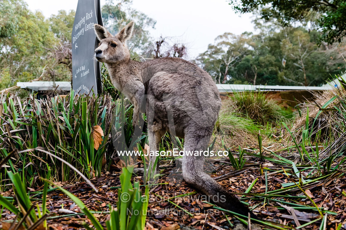 An Eastern Grey Kangaroo standing in a native garden at a recreation reserve cafe. Hanging Rock Recreation Reserve, Woodend, Victoria, Australia.