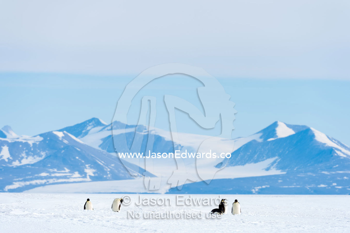 Emperor Penguins dwarfed on the vast frozen plain of the Ross Ice Shelf. Ross Ice Shelf, Royal Society Range, Ross Island, Antarctica.