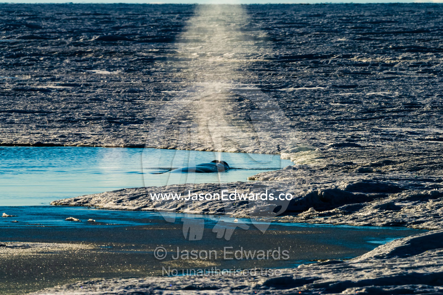A Minke Whale surfaces in a hole in the sea ice to breathe. Haskell Strait, McMurdo Sound, Ross Sea, Ross Island, Antarctica