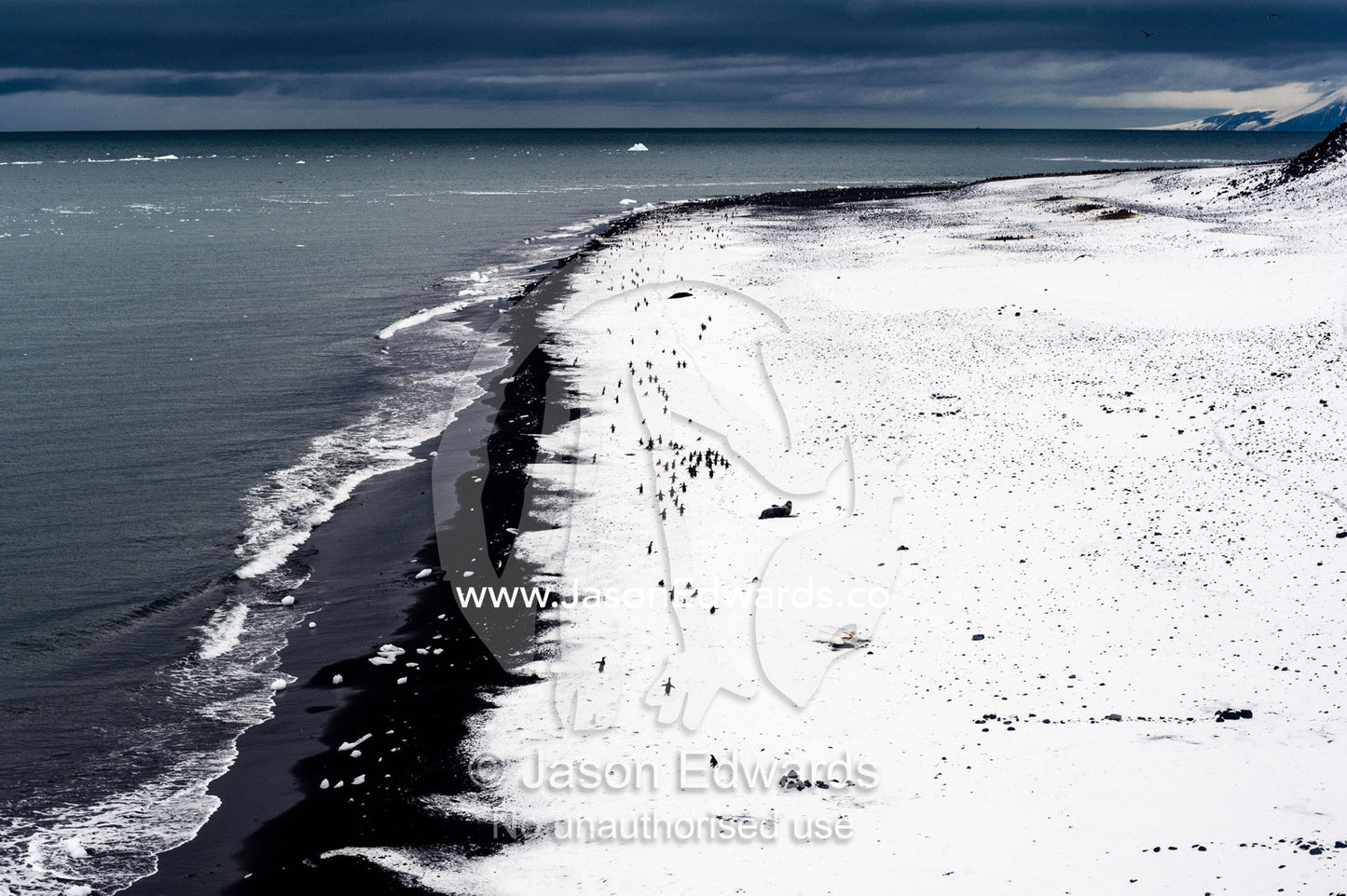 Adeleie Penguins resting on a snow-covered black volcanic beach. Caughley Beach, Cape Bird, Ross Island, Antarctica.
