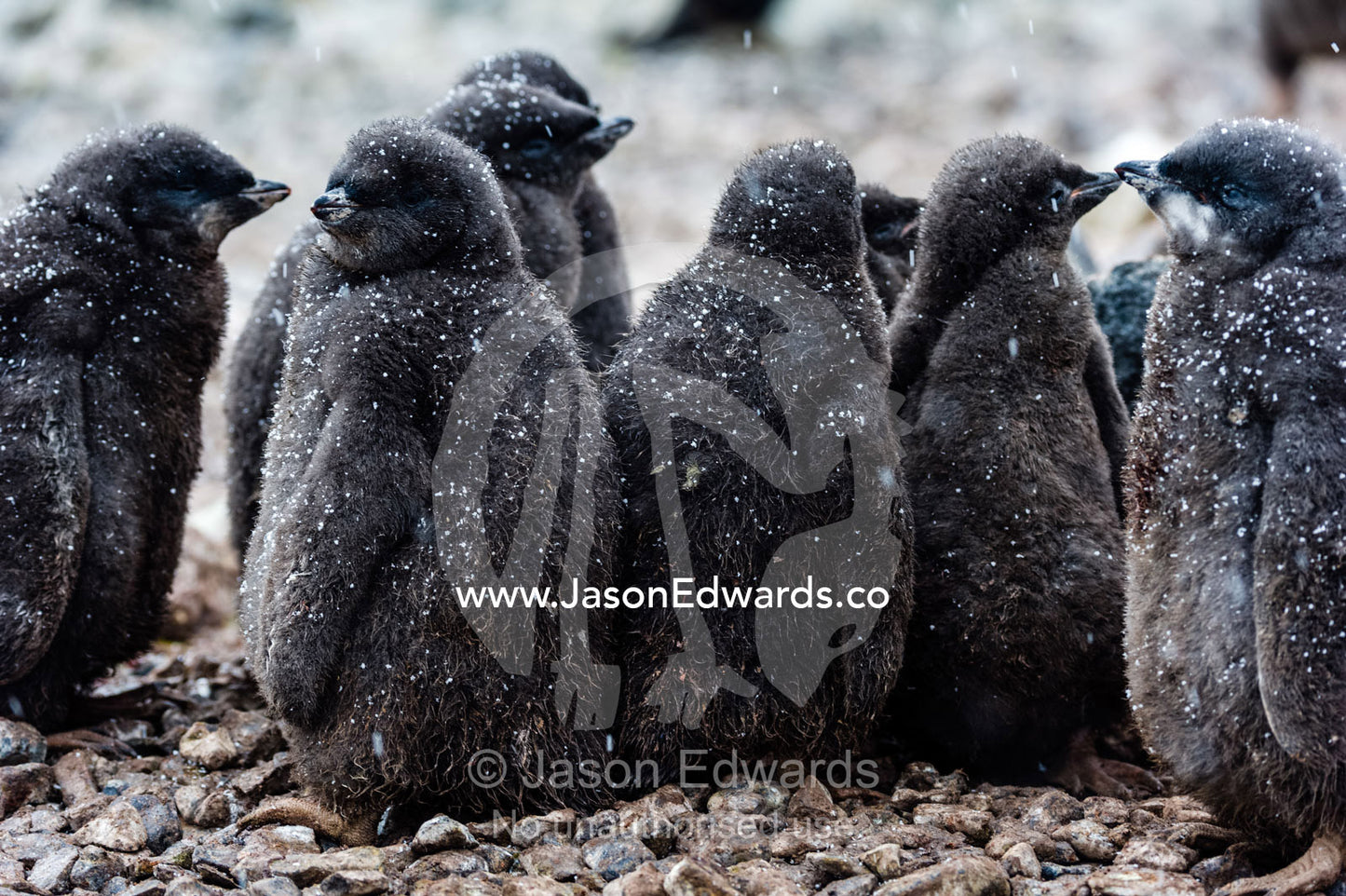 A creche of fluffy Adelie Penguin chicks on a beach in Antarctica. Caughley Beach, Cape Bird, Ross Island, Antarctica