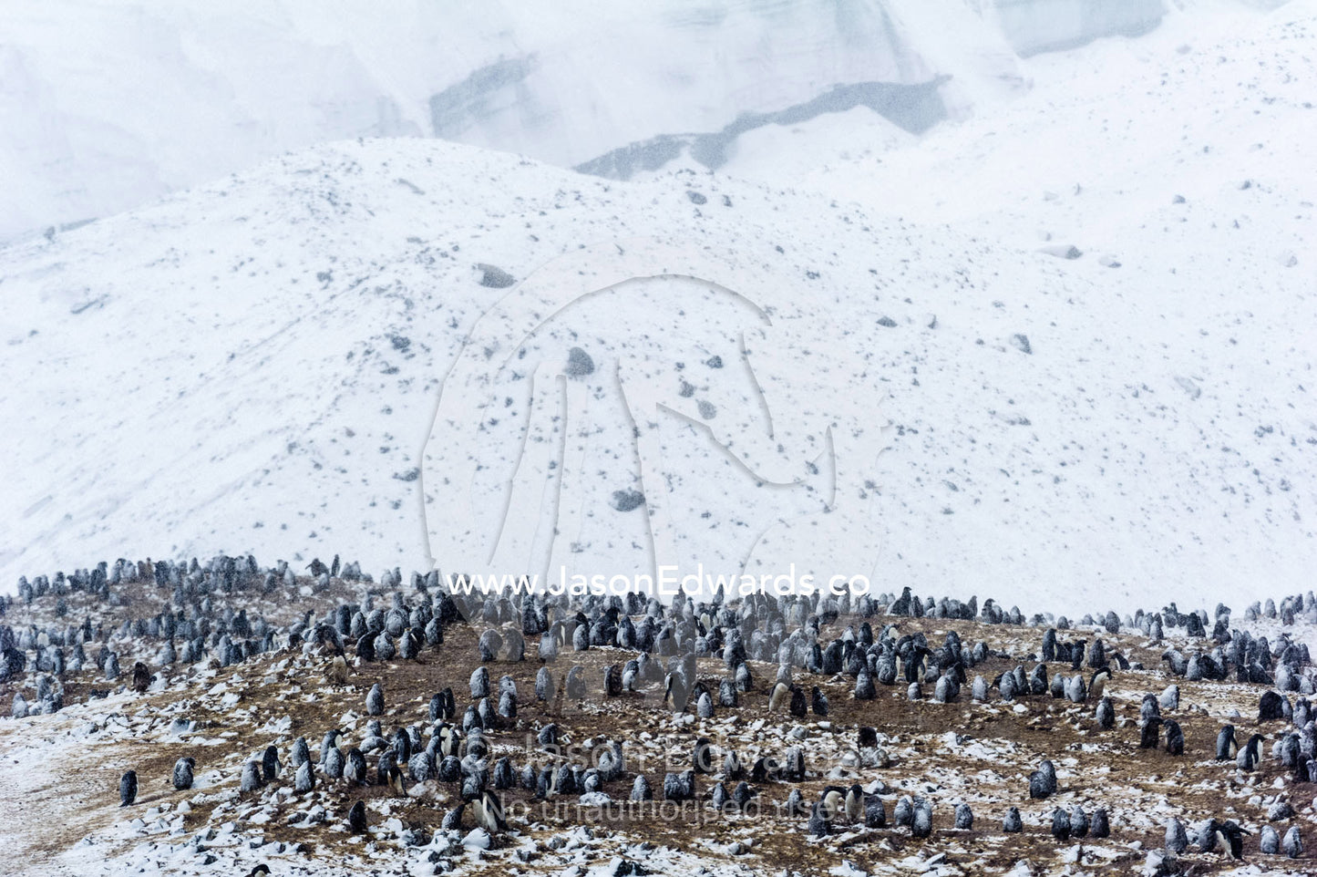 A breeding colony of Adelie Penguins during a snow storm on an island in Antarctica. Caughley Beach, Cape Bird, Ross Island, Antarctica