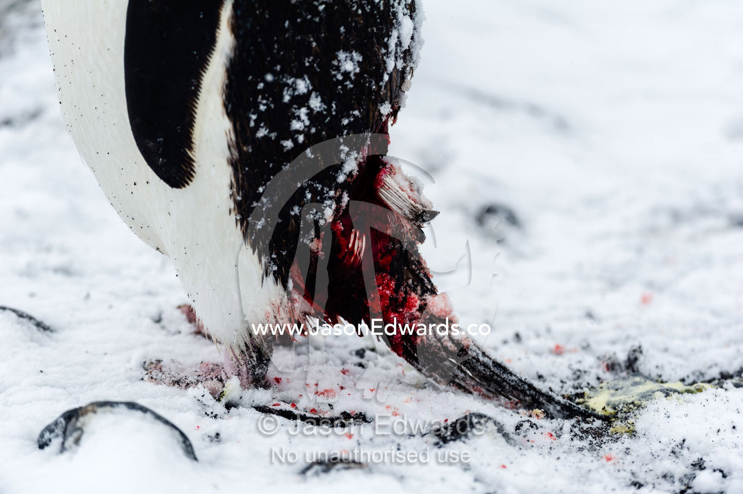 An Adelie Penguin bleeding from injuries it sustained coming ashore through moving ice. Caughley Beach, Cape Bird, Ross Island, Antarctica