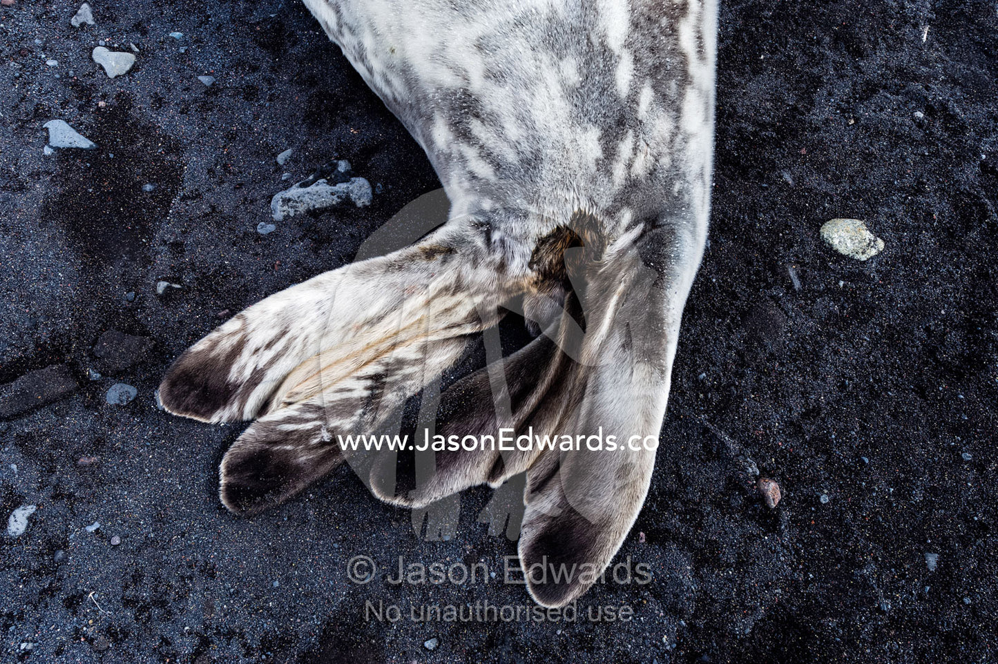 The flippers of a Weddell Seal sleeping on a black volcanic beach in Antarctica. Caughley Beach, Cape Bird, Ross Island, Antarctica