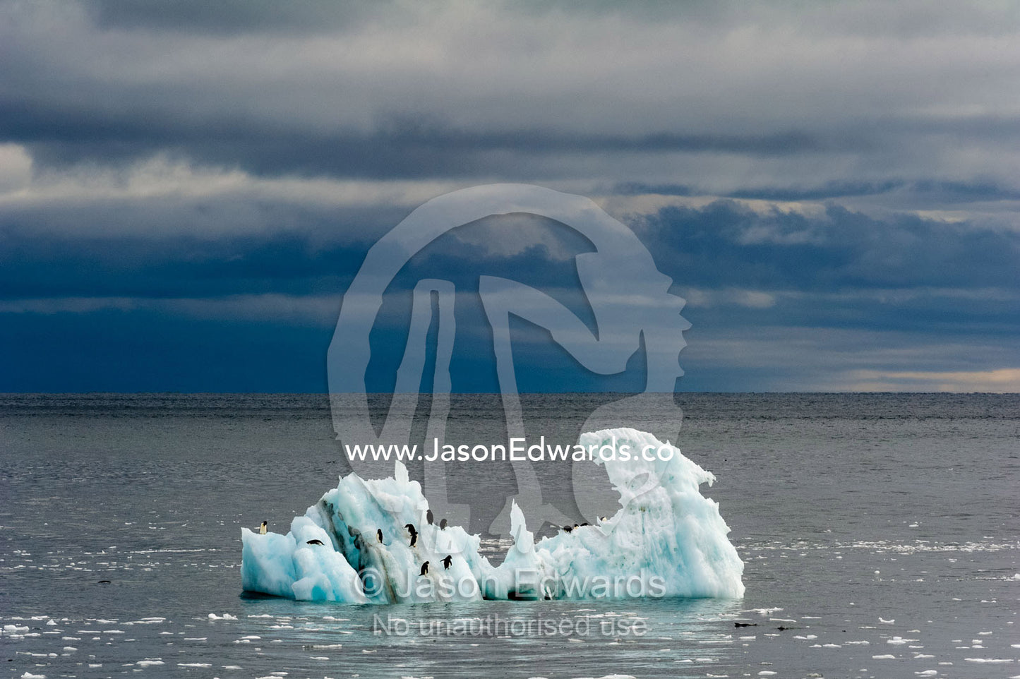 Adelie Penguins resting on an iceberg floating in the ocean. Ross Sea, Cape Bird, Ross Island, Antarctica.