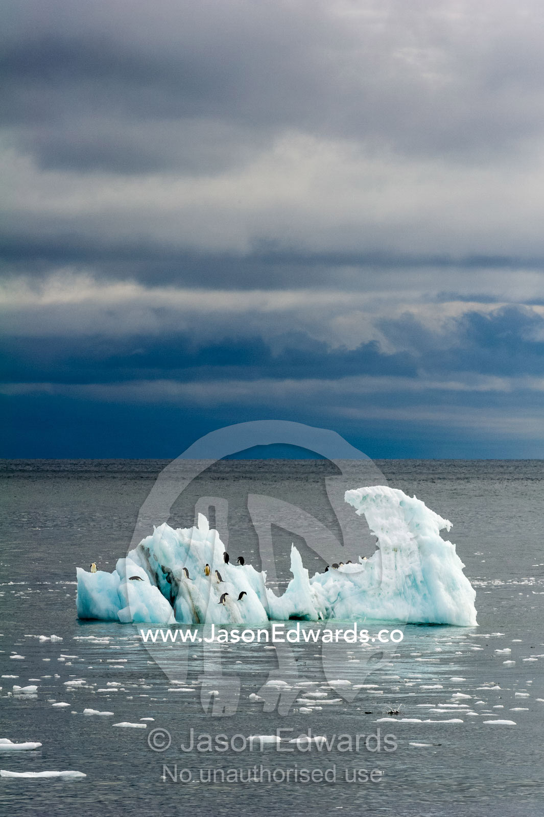 Adelie Penguins resting on an iceberg floating in the ocean. Ross Sea, Cape Bird, Ross Island, Antarctica.