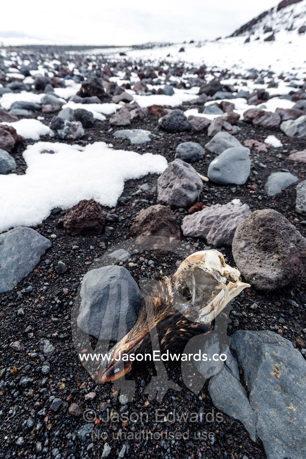 The skull of an Adelie Penguin in the snow on a volcanic beach in Antarctica. Caughley Beach, Cape Bird, Ross Island, Antarctica.