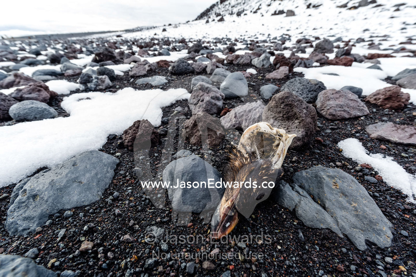 The skull of an Adelie Penguin in the snow on a volcanic beach in Antarctica. Caughley Beach, Cape Bird, Ross Island, Antarctica.