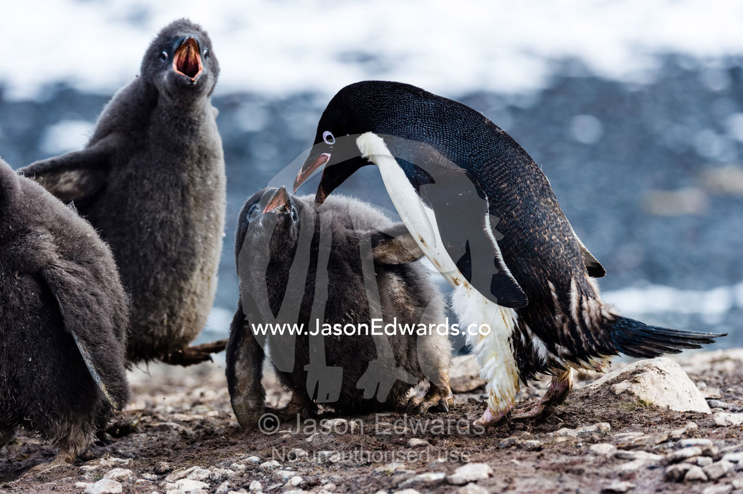 Adelie Penguin chicks begging for food from a parent in a creche. Caughley Beach, Cape Bird, Ross Island, Antarctica.