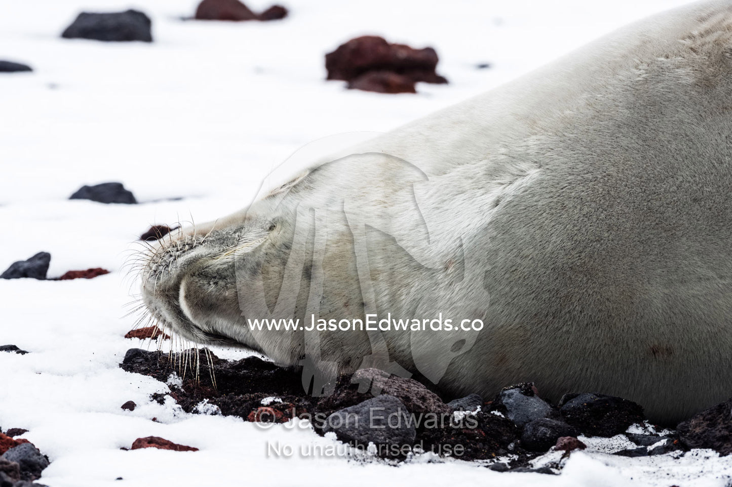 A Crabeater Seal sleeping on a snow-covered volcanic beach in Antarctica. Caughley Beach, Cape Bird, Ross Island, Antarctica.