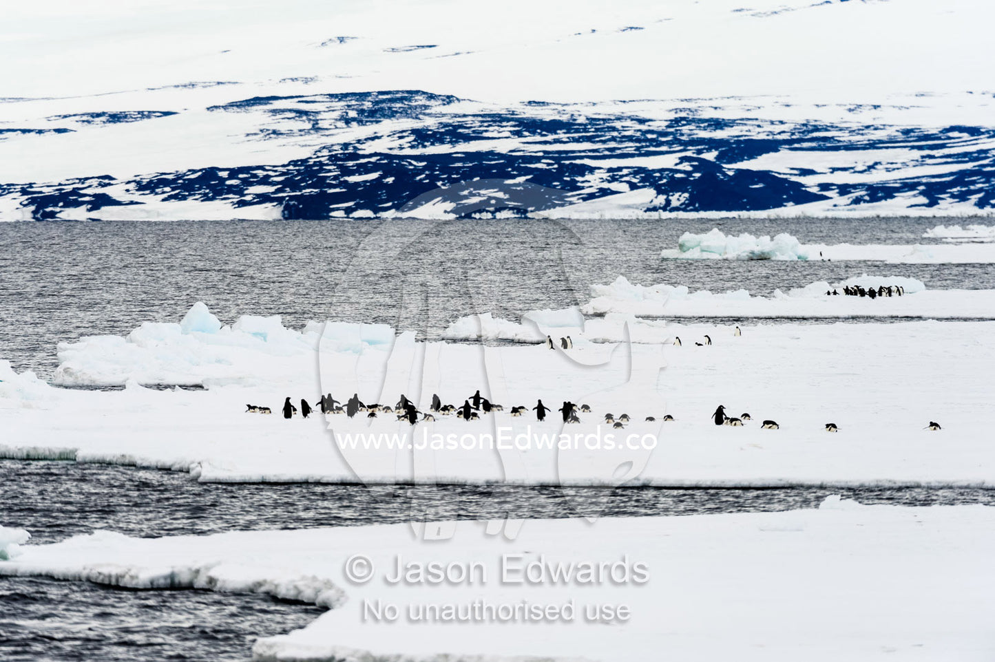 Emperor and Adelie Penguins congregate on the sea ice edge in Antarctica. Ross Sea, McMurdo Sound, Antarctica.