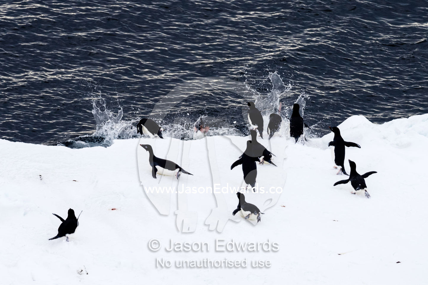 A group of Adelie Penguins launching into the ocean to feed from the sea ice edge. Ross Sea, McMurdo Sound, Antarctica.