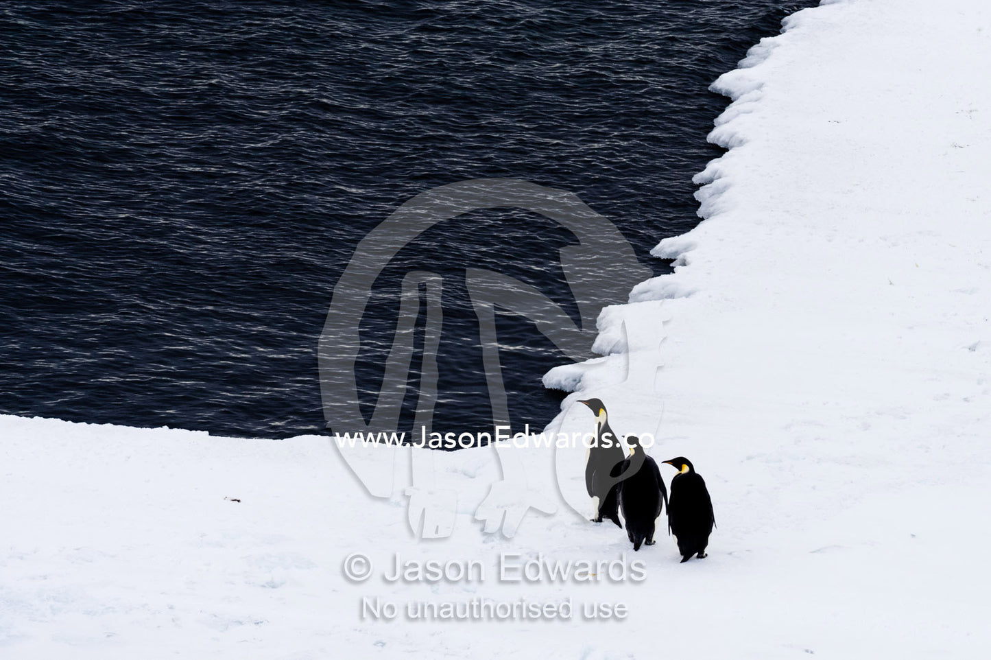 A trio of Emperor Penguin resting on the sea ice edge. Ross Sea, McMurdo Sound, Antarctica.