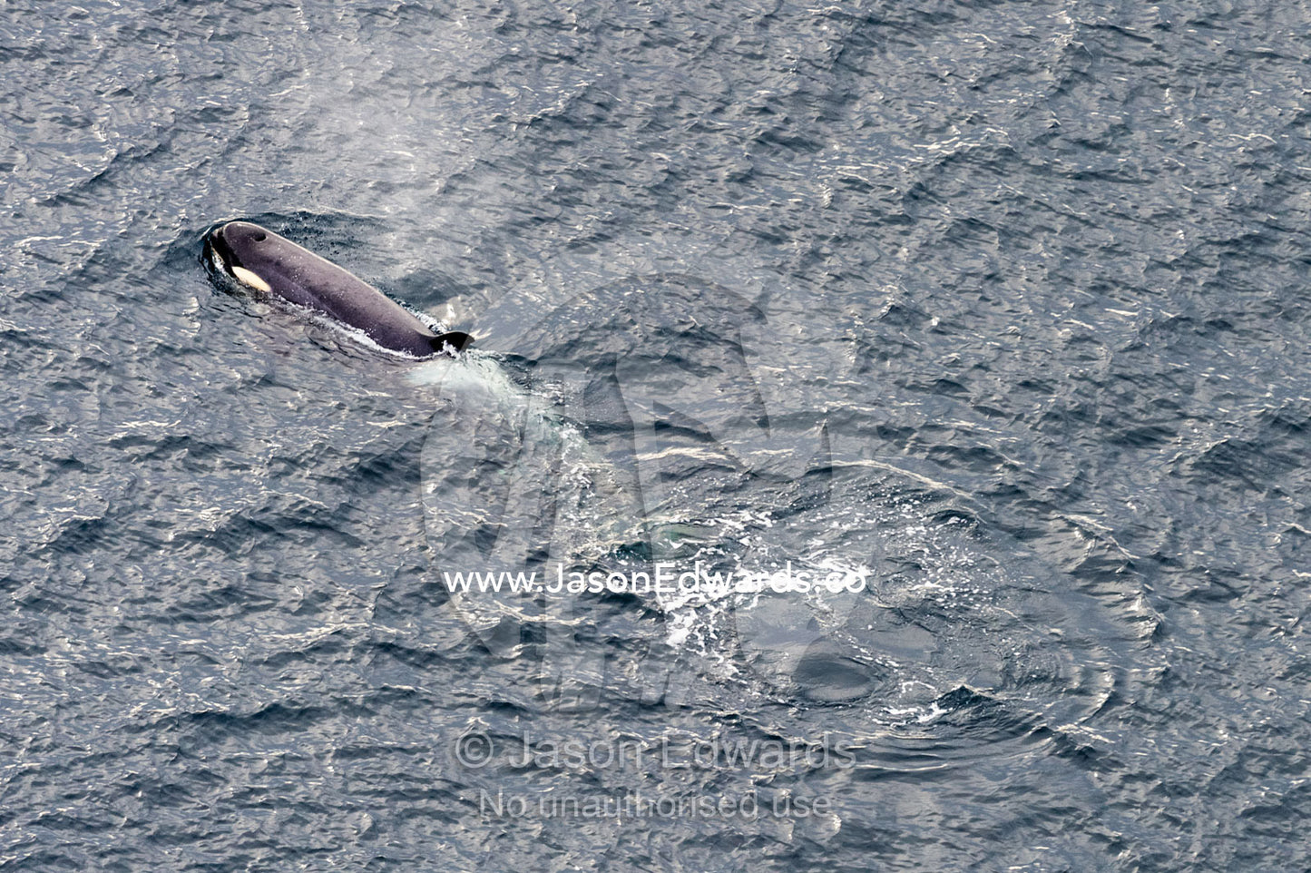 A Killer Whale hunting along the sea ice edge in Antarctica. Ross Sea, McMurdo Sound, Antarctica.